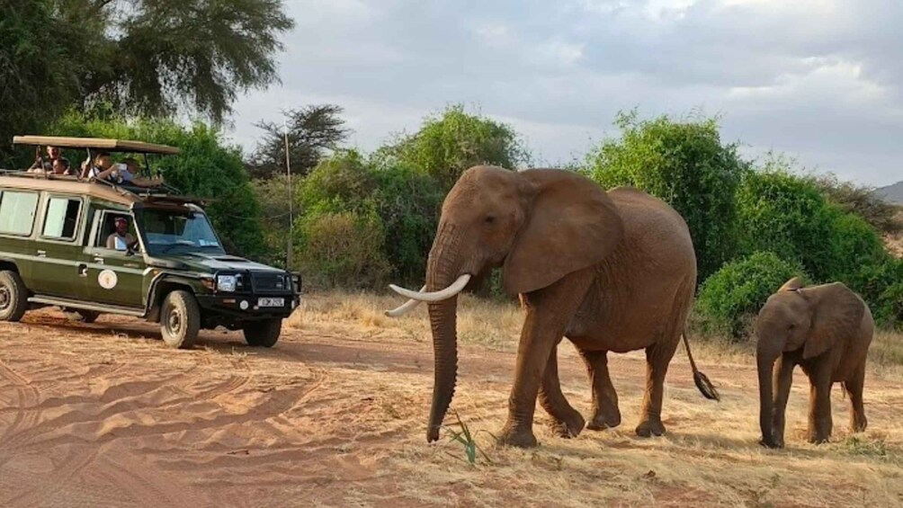 A safari vehicle with passengers, an adult elephant, and a calf walking on a dirt path. 2