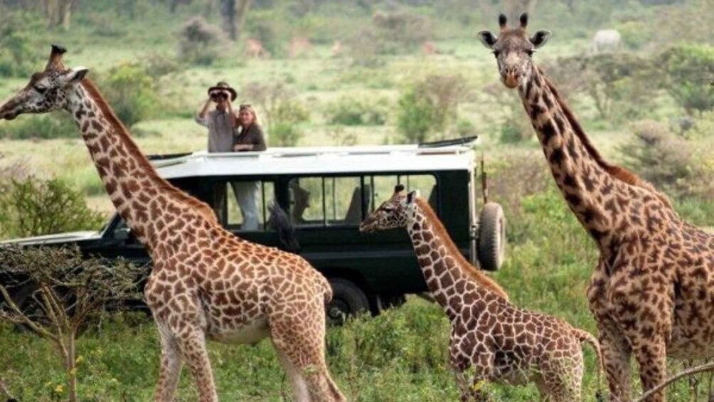 A safari vehicle with tourists observing giraffes in a grassy savannah. 3