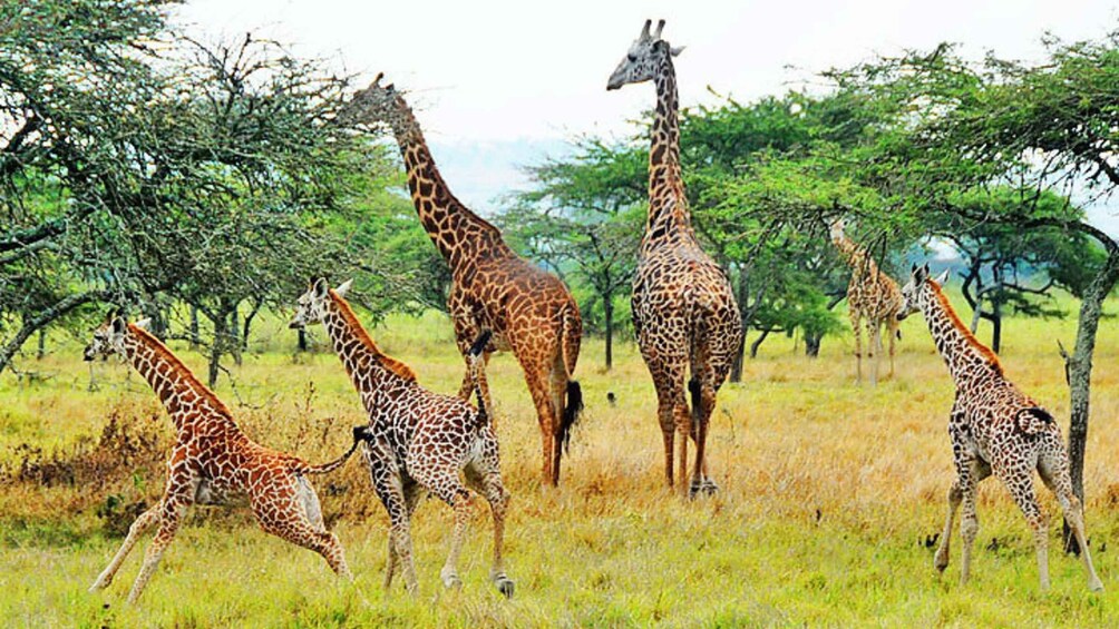 A group of giraffes in a grassy savannah with trees. 5