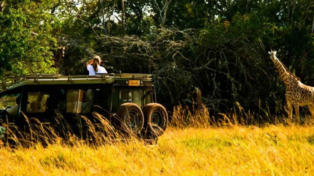 A safari vehicle with a person in the back, surrounded by tall grass and giraffes in a natural setting. 4