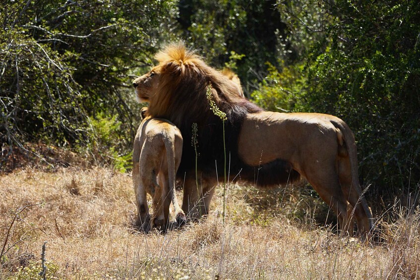 A lion with a mane standing in a grassy field with trees in the background. 2