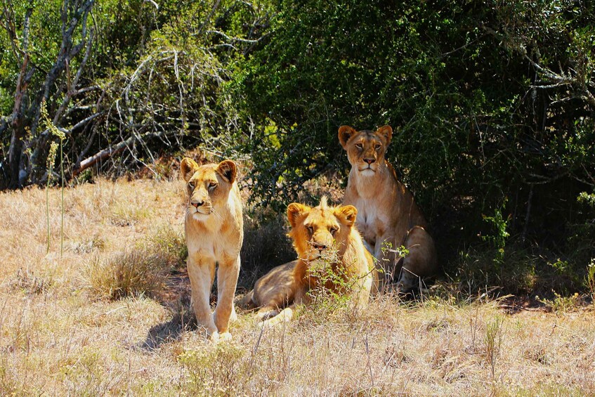 Three lions in a dry grassland with dense green foliage in the background. 1