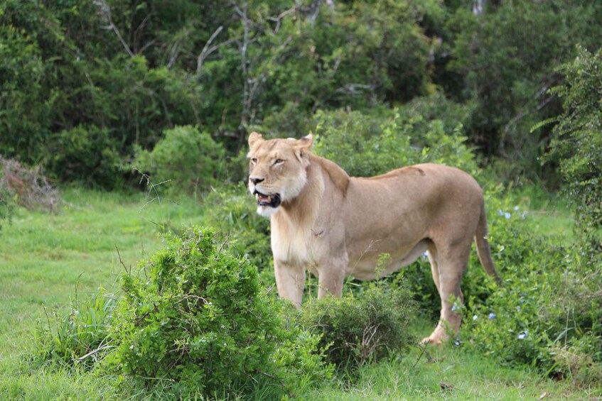 A lion standing in a grassy area with dense foliage in the background. 3