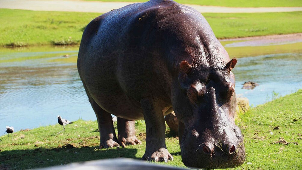A hippopotamus near a water body with grass and a bird in the background. 4