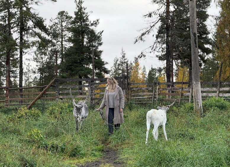 A person walking a reindeer and a white goat in a grassy area with trees and a wooden fence. 1