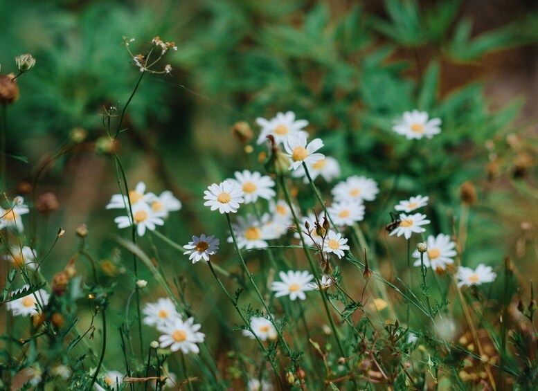 A field of white daisies with yellow centers among green foliage. 3