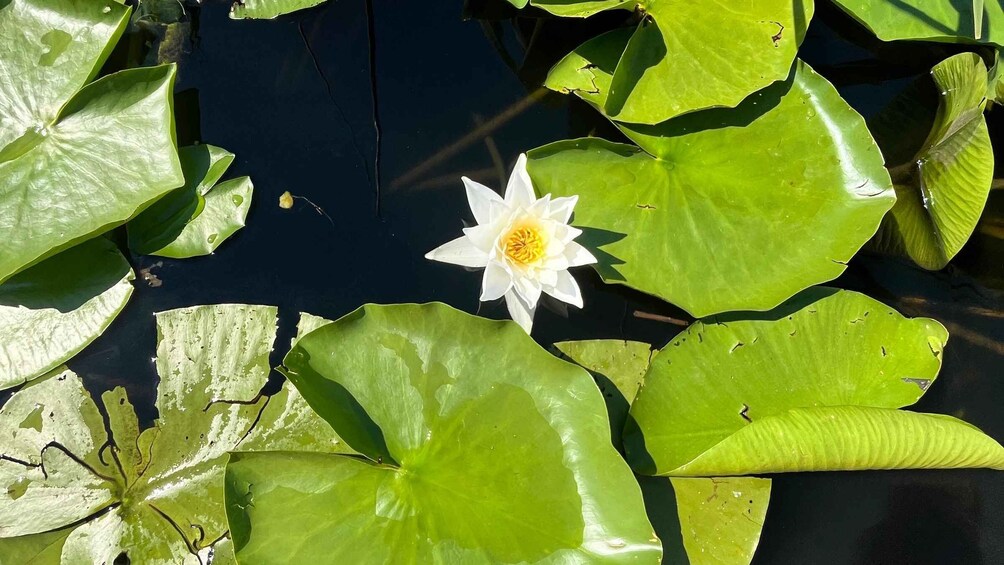 A white water lily surrounded by green lily pads in a pond. 5