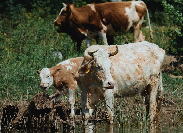 A cow and its calf standing in a grassy field near a water body. 2