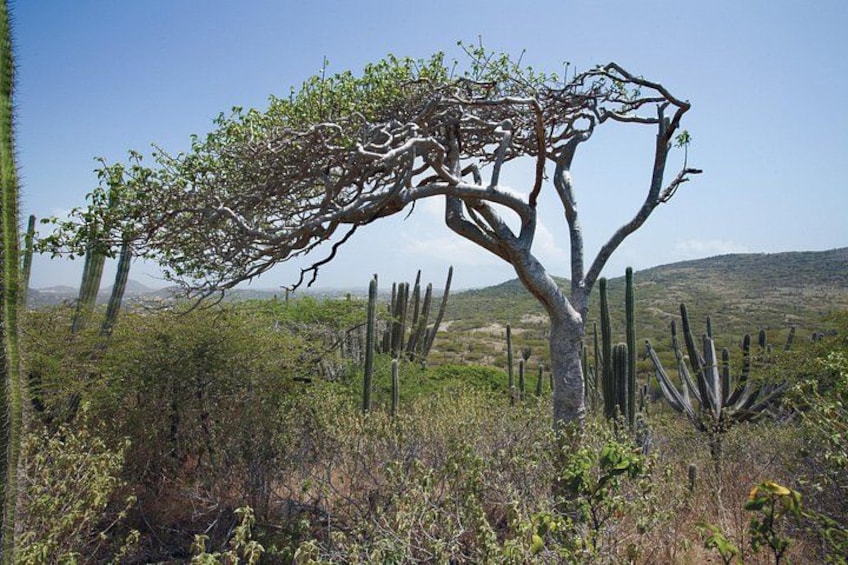 Watapana Divi Tree 5
