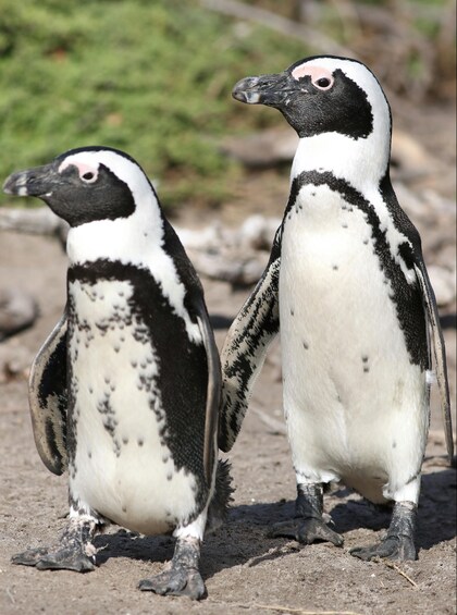 Two penguins standing on a sandy surface with sparse vegetation in the background. 2