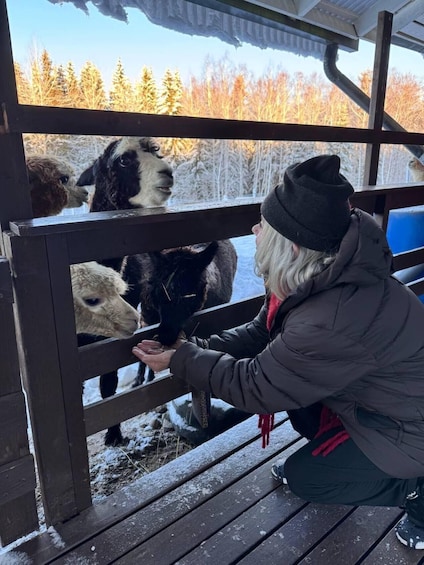 Henkilö ruokkii laamoja puisen aidan läpi. 5