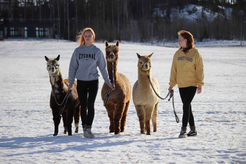Kolme ihmistä kävelee lumisella pellolla laamojen kanssa. 3
