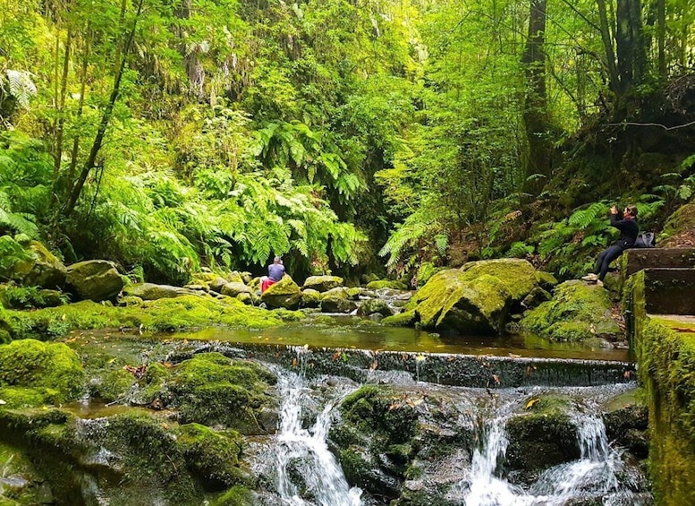 Picture 2 for Activity Madeira Hidden Corners: Enchanted Levada do Rei Guided Walk 4