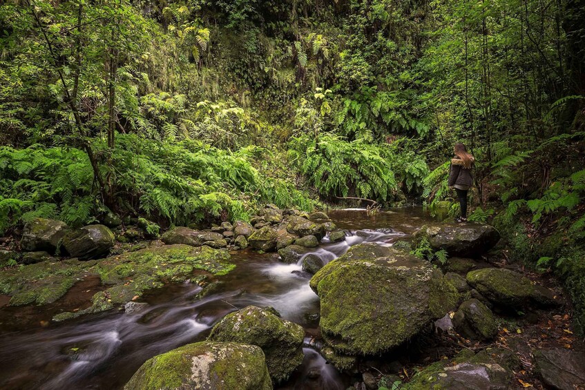 Picture 3 for Activity Madeira Hidden Corners: Enchanted Levada do Rei Guided Walk 5