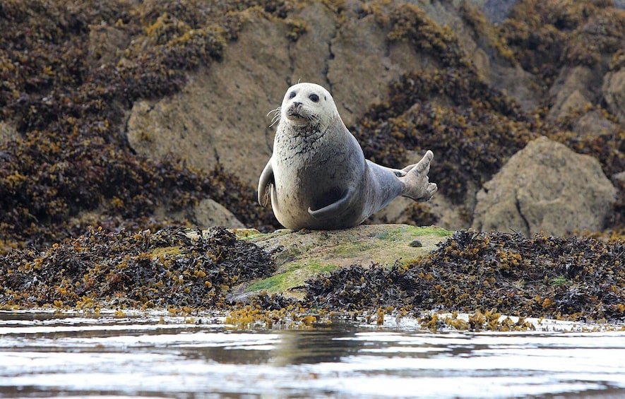 Una foca sentada sobre una roca rodeada de algas marinas. 4