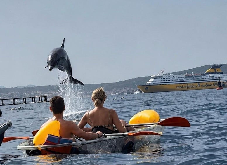 Golfo Aranci: transparent or traditional kayak, dolphins, and aperitif 1