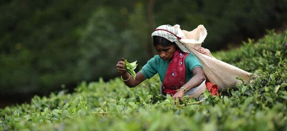 Picture 3 for Activity Tea Plucking and Tea Factory: Visit from Nuwara Eliya 1