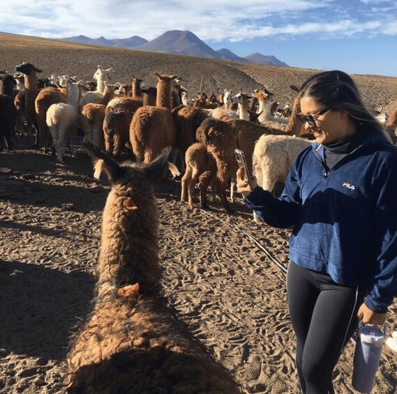 Una persona interactuando con una llama en un paisaje montañoso y árido. 4