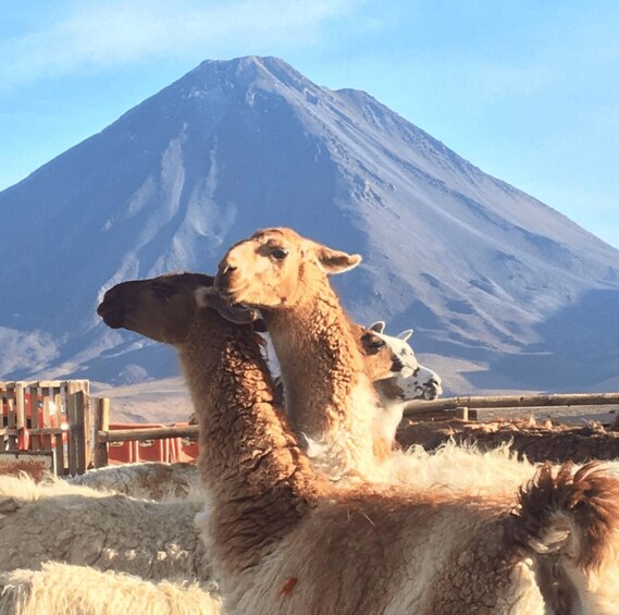 Llamas dentro de un área cercada, con una montaña al fondo. 2