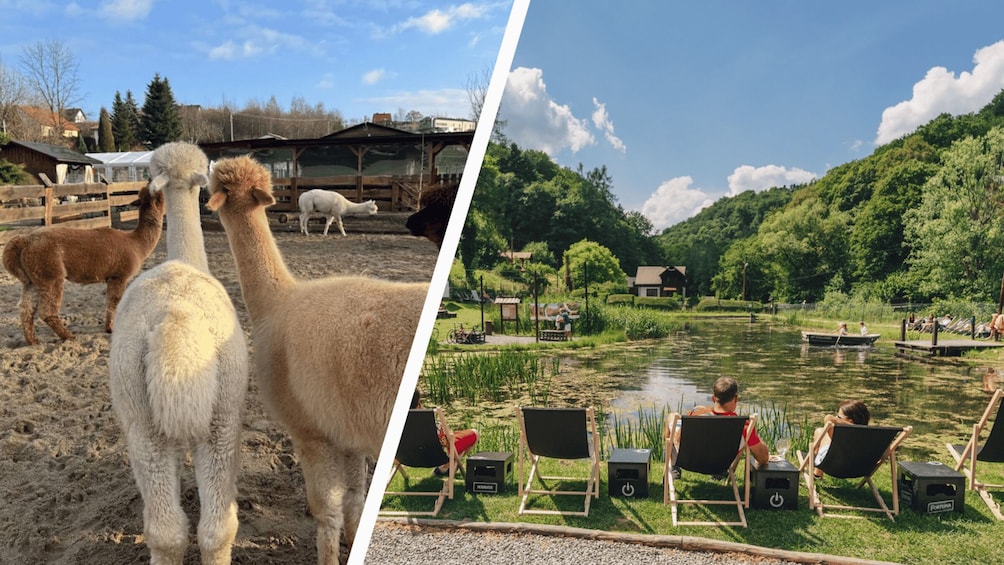 Alpacas in a fenced enclosure and a lakeside area with chairs and people. 5