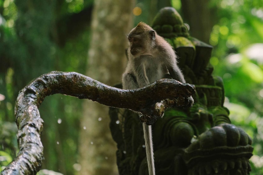Ubud, Monkey forest, Riceterace Waterfall, Purification 1