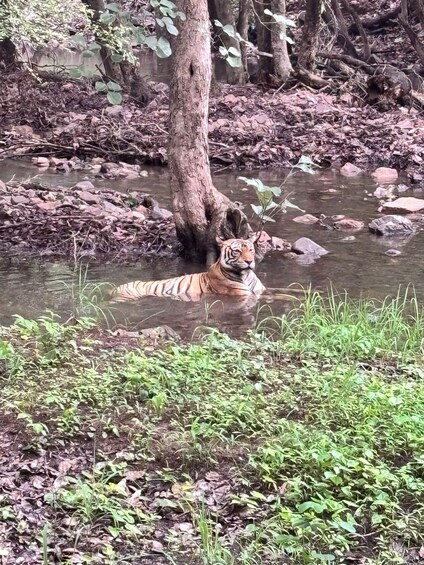 Picture 12 for Activity Ranthambore National Park: canter safari ticket with guide 4