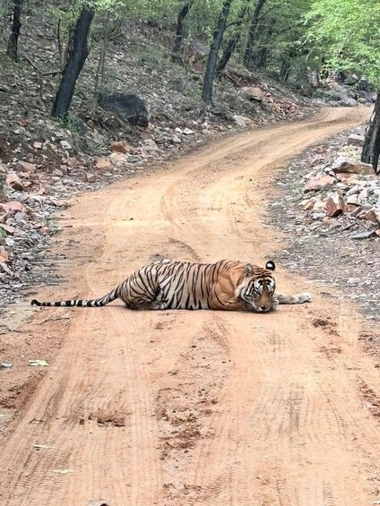 Picture 7 for Activity Ranthambore National Park: canter safari ticket with guide 5