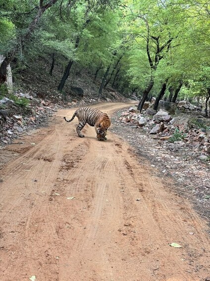Picture 10 for Activity Ranthambore National Park: canter safari ticket with guide 2