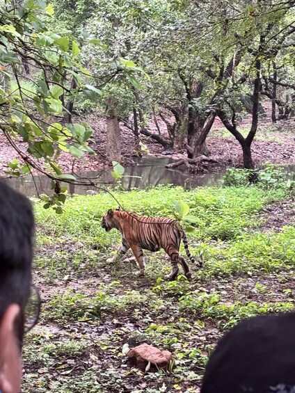Picture 9 for Activity Ranthambore National Park: canter safari ticket with guide 3