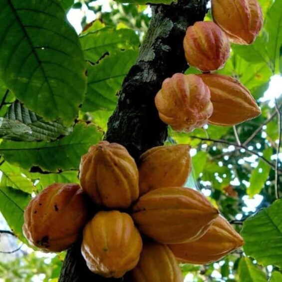 Picture 8 for Activity Zanzibar: Spice farm tour with local guide 3