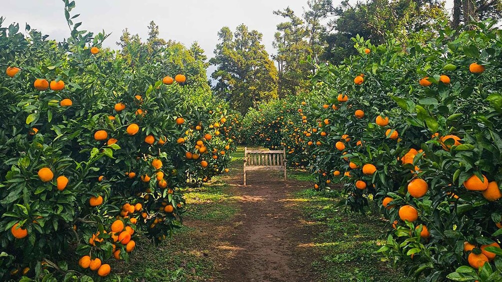 An orange grove with a wooden bench in the center. 3
