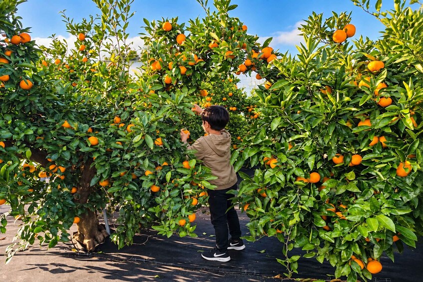 A person harvesting oranges from a tree in an orchard. 2