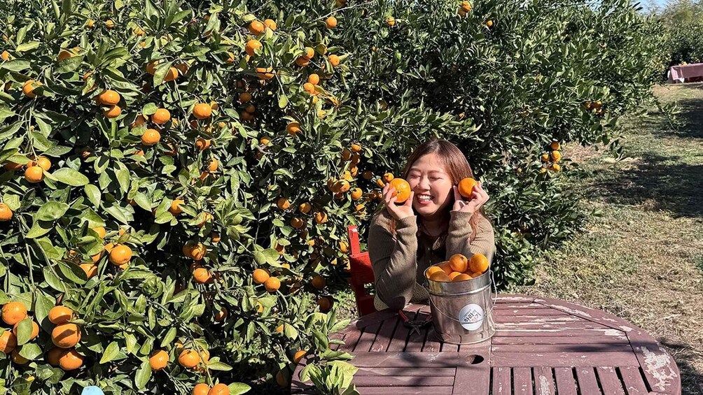 A person harvesting oranges from a tree in an orchard. 4