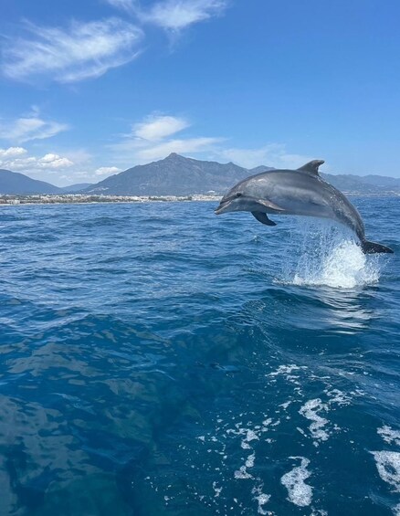 A dolphin leaping out of the water with mountains in the background. 2