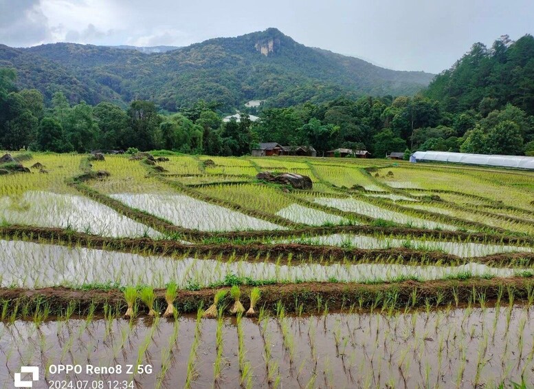 A rice paddy field with terraced cultivation, a mountain in the background, and traditional houses. 2