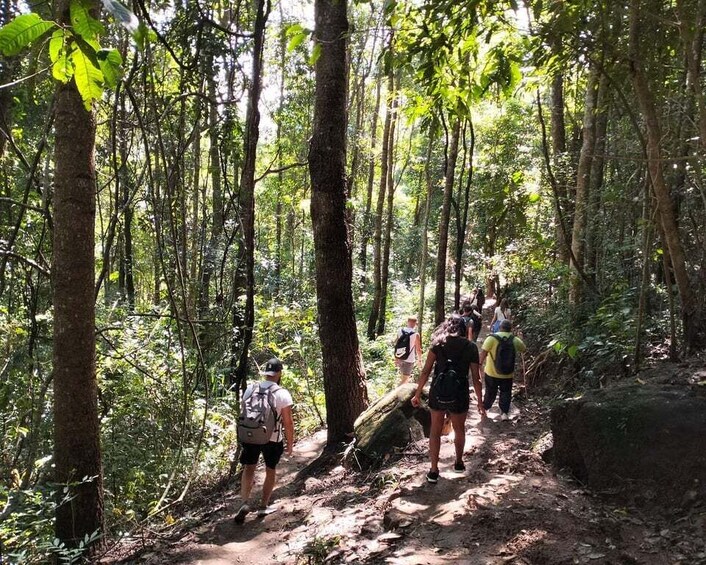 A group of hikers on a forest trail surrounded by tall trees and dense foliage. 3