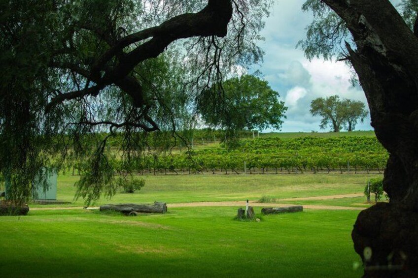 A vineyard with rows of grapevines under a large tree. 5