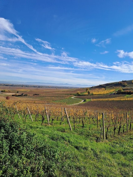 Picture 3 for Activity Kaysersberg: Tasting & Winemaking Secrets at Domaine Dietrich 1