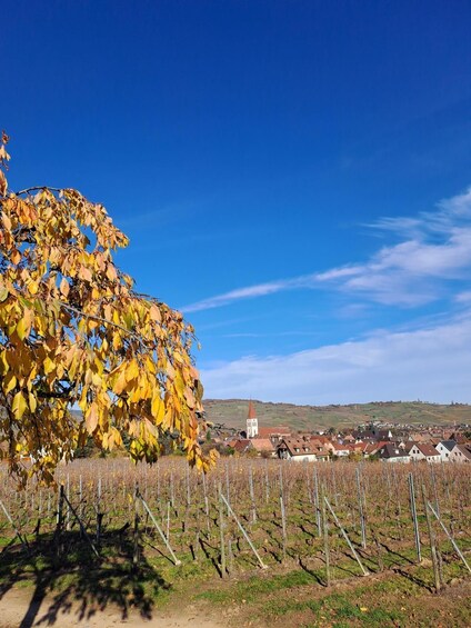Picture 5 for Activity Kaysersberg: Tasting & Winemaking Secrets at Domaine Dietrich 2