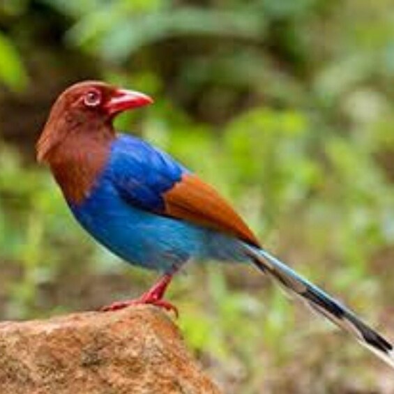 A bird with blue and brown plumage perched on a rock. 3