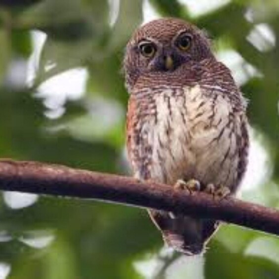 An owl perched on a branch. 2