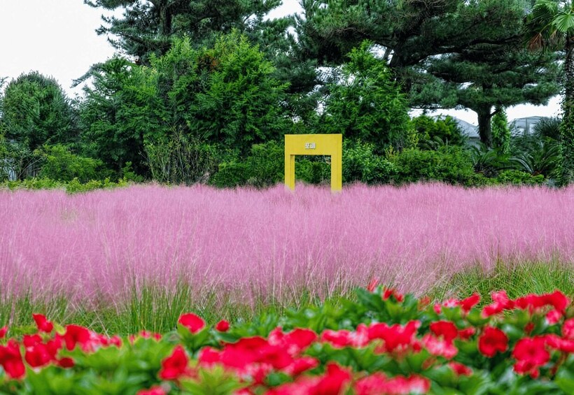 Picture 12 for Activity Jeju 2-Day: East &Southwest Highlights with Seasonal Flowers 4