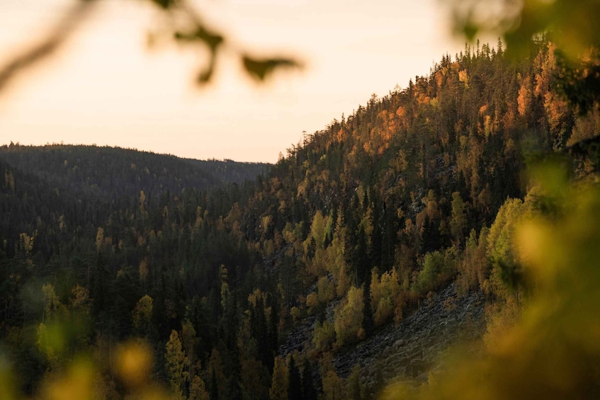 A forested hillside during sunset. 5