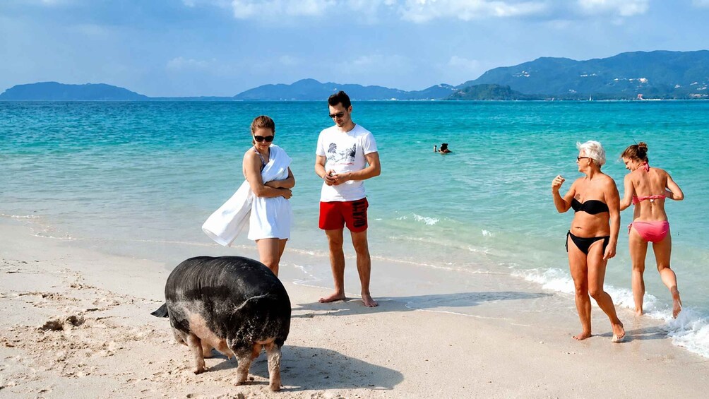 Picture 5 for Activity Koh Samui: Pink Dolphin, Pig Island, and Snorkeling Day Trip 5
