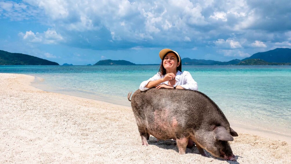 Picture 3 for Activity Koh Samui: Pink Dolphin, Pig Island, and Snorkeling Day Trip 5