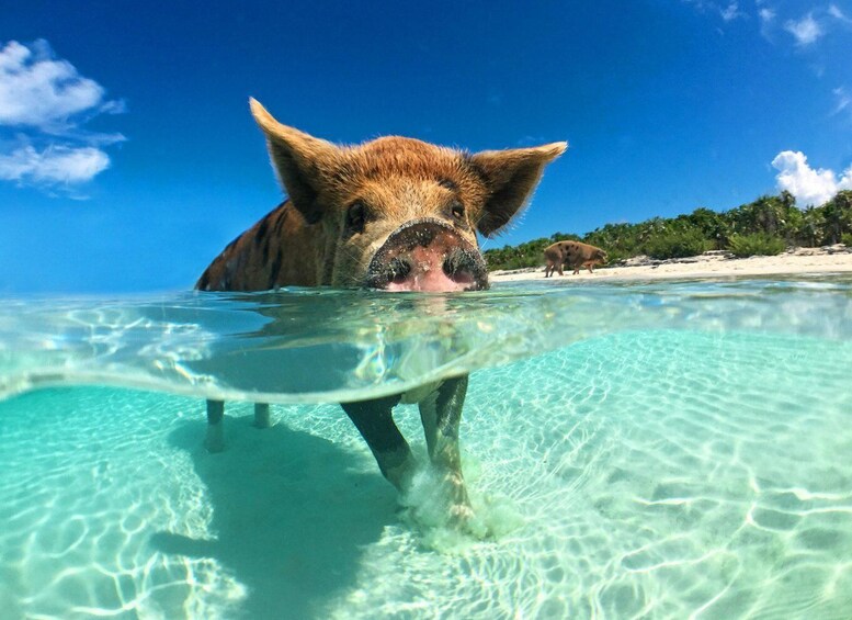A pig swimming in clear turquoise water with a beach and palm trees in the background. 1