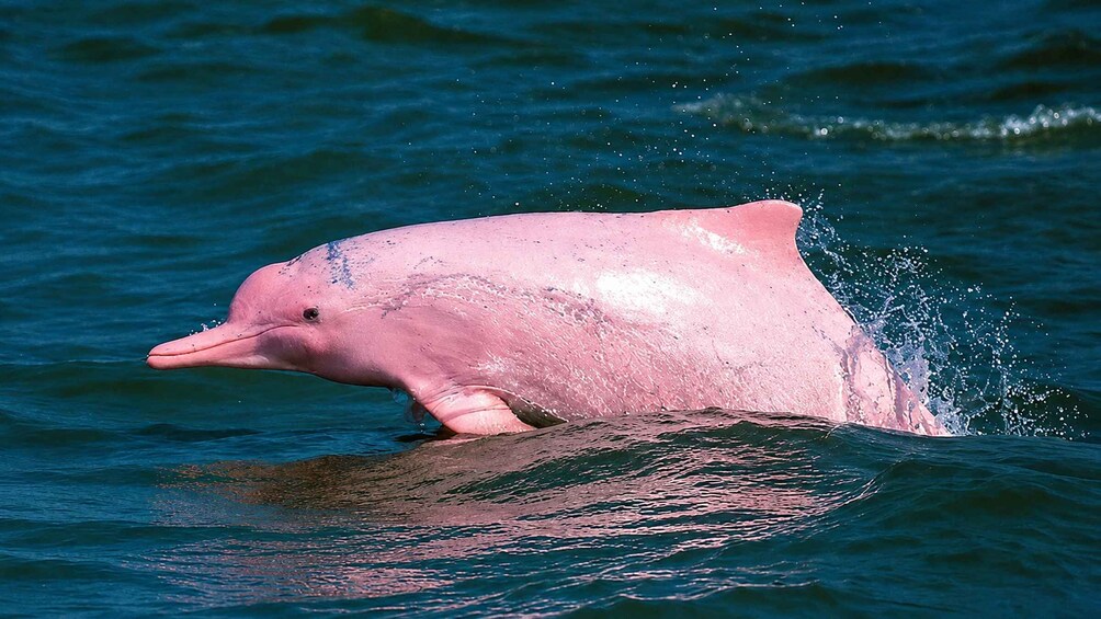 Picture 1 for Activity Koh Samui: Pink Dolphin, Pig Island, and Snorkeling Day Trip 4