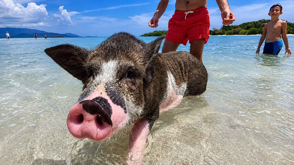 Picture 7 for Activity Koh Samui: Pink Dolphin, Pig Island, and Snorkeling Day Trip 3