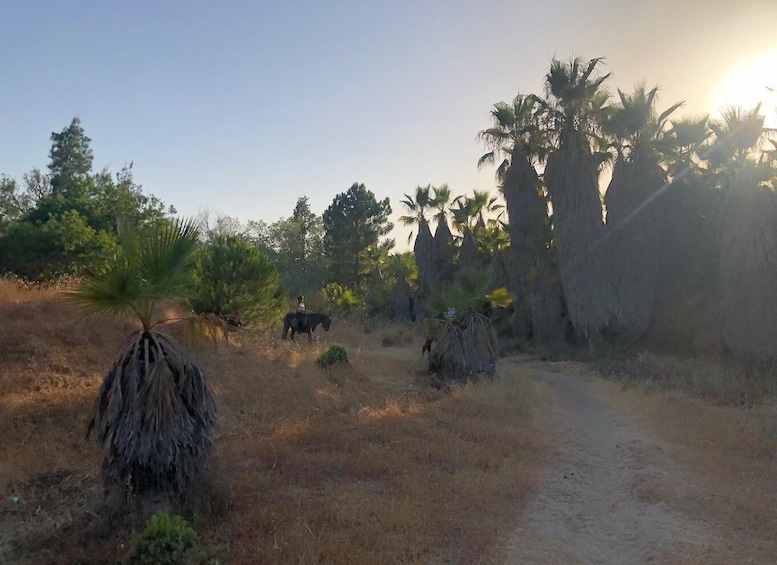 A dirt path with sparse vegetation and tall palm trees. 3