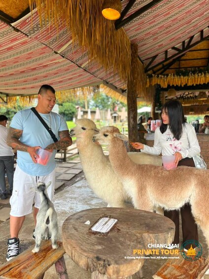 Picture 66 for Activity Chiang Mai: Mon Jam Flower Hills, Alpaca Cafe & Dantewada 4